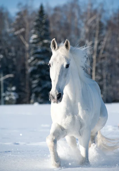 White horse — Stockfoto