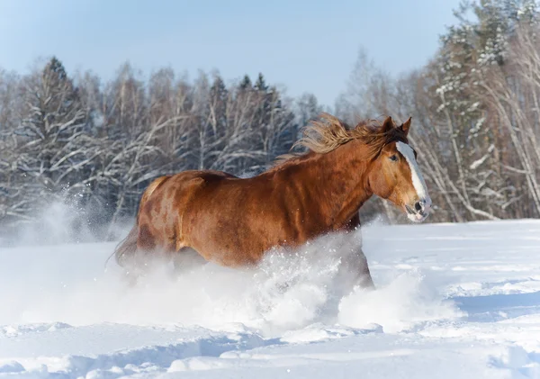 Schwere Pferderennen — Stockfoto