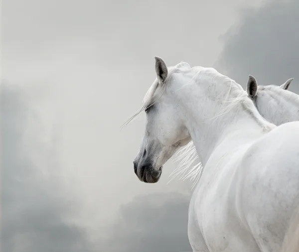 White horses — Stock Photo, Image