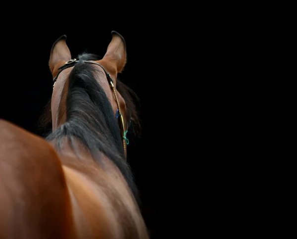 Horse back — Stock Photo, Image