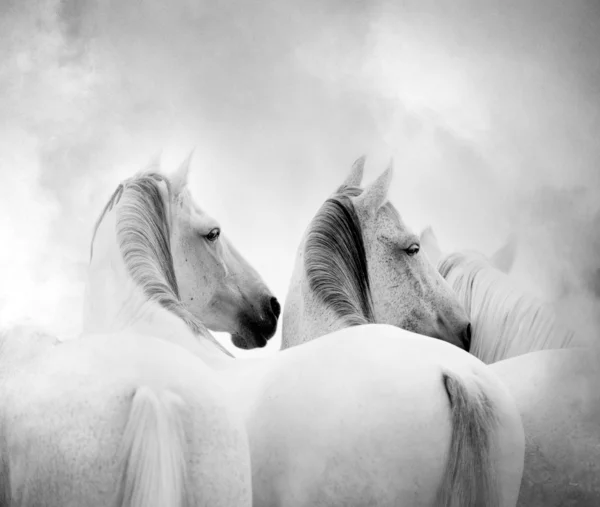 Witte paarden — Stockfoto