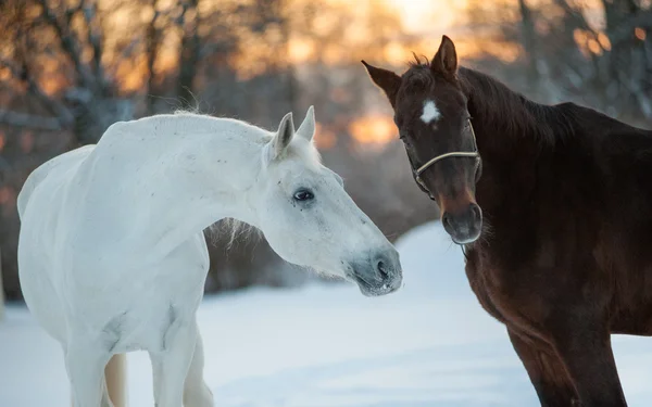 Cavalli che comunicano in inverno — Foto Stock