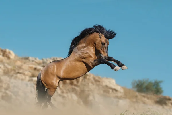 Caballos en las montañas —  Fotos de Stock