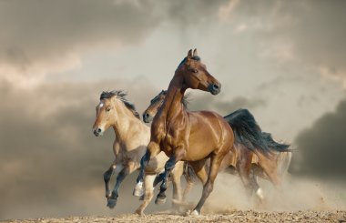 horses run in a wild clipart