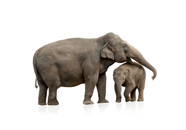 Elefante hembra con bebé aislado — Foto de Stock
