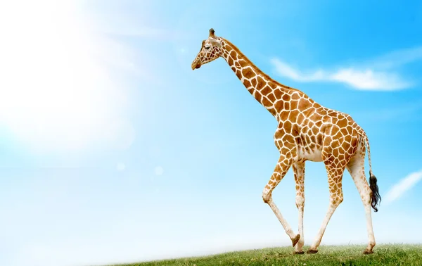 Giraffa — Foto Stock