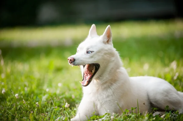 Смешная зевающая собака — стоковое фото