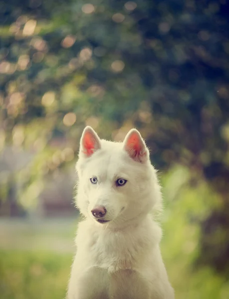 Vit husky — Stockfoto