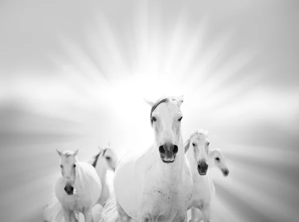 Cavalli bianchi sul mare — Foto Stock