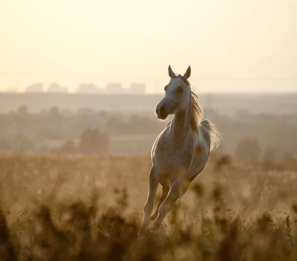 Arabisches Pferd im Sonnenuntergang — Stockfoto