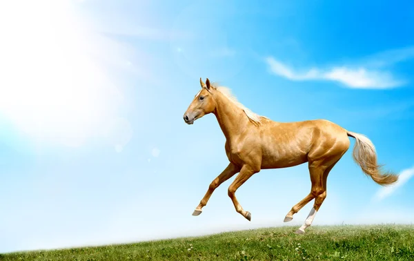 Cavallo Akhal-Teke — Foto Stock