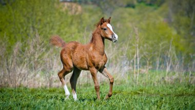 foal running clipart