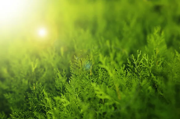 明るい緑の背景 — ストック写真
