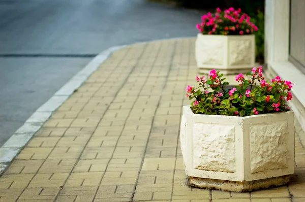 Parterre de fleurs sur la chaussée — Photo