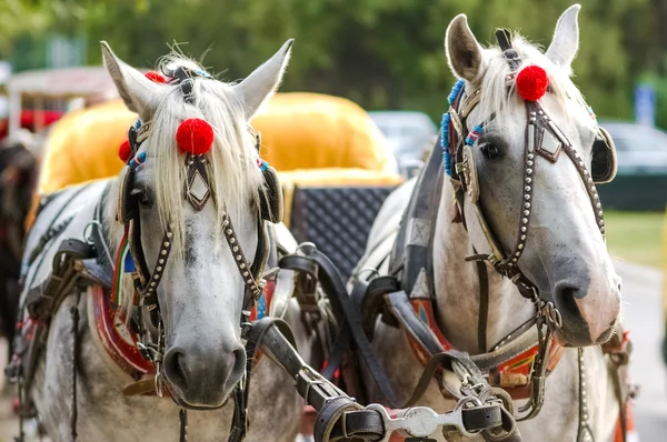 Hästar i vagn — Stockfoto