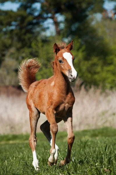 Cute welsh foal — Stock Photo, Image