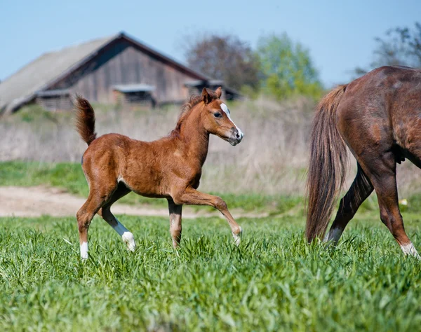 Foal with mother — Stock Photo, Image