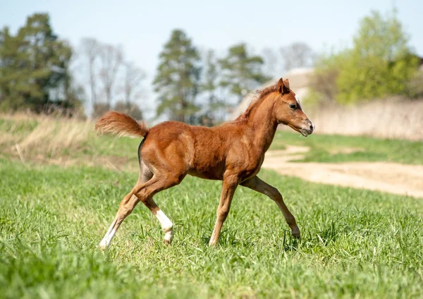 Foal corriendo — Foto de Stock