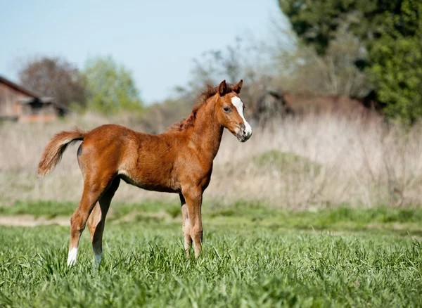 Foal in het veld — Stockfoto