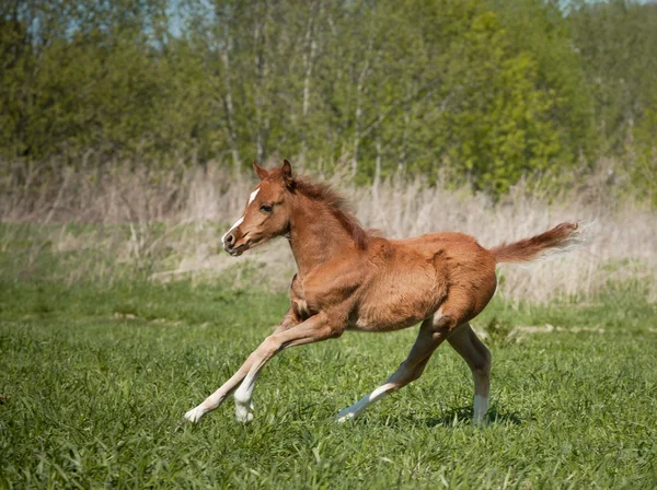 Welsh pony foal running — Stock Photo, Image