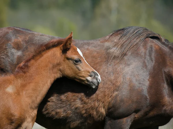 Foal z matka — Zdjęcie stockowe