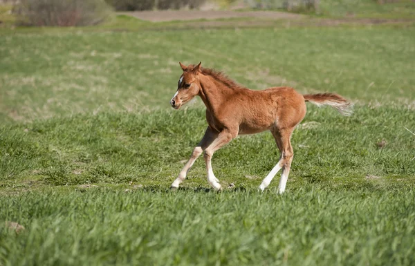 Foal running — Stock Photo, Image