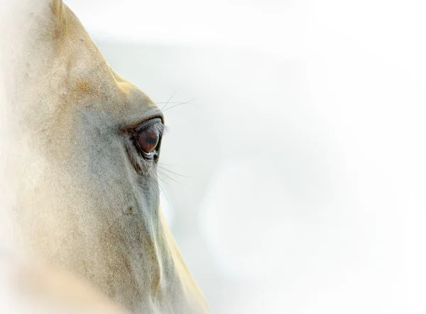 Paard oog close-up — Stockfoto