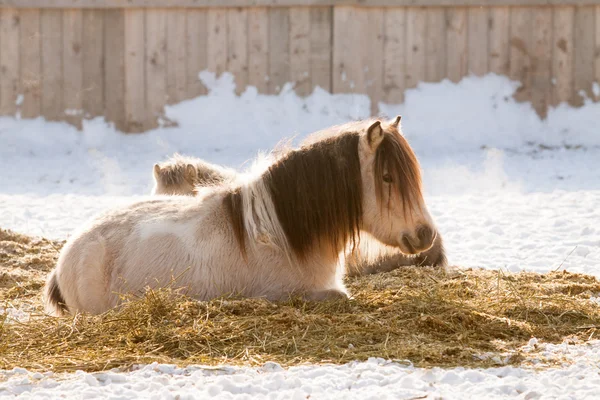 Ponys ruhen sich auf dem Schnee aus — Stockfoto