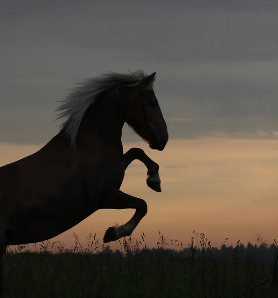 Criação de cavalos ao nascer do sol — Fotografia de Stock