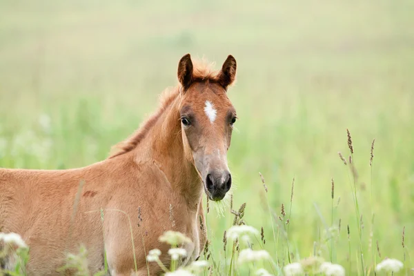 Foal in the field — Stock Photo, Image