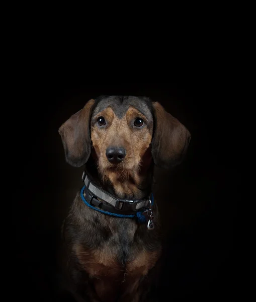 Είδος γερμανικού κυνηγετικού σκύλου πορτρέτο — Φωτογραφία Αρχείου