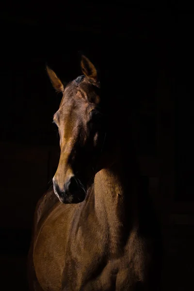 Кінь лінії портрет — стокове фото