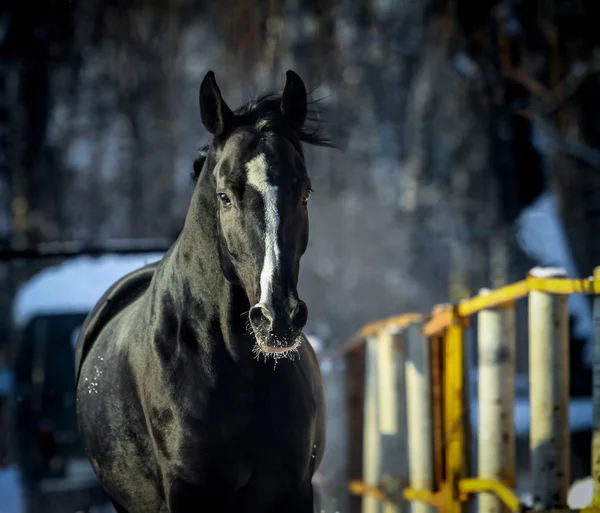 Télen fekete ló — Stock Fotó