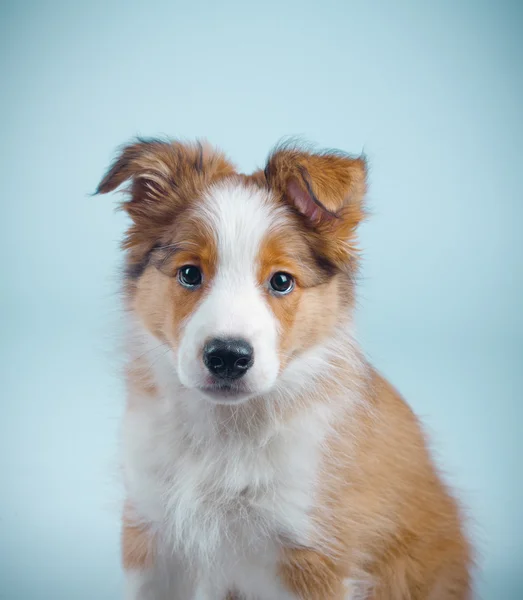 Carino bordo collie cucciolo — Foto Stock