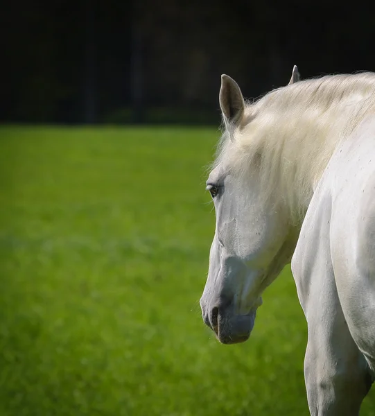 White horse on a field — Stock Photo, Image