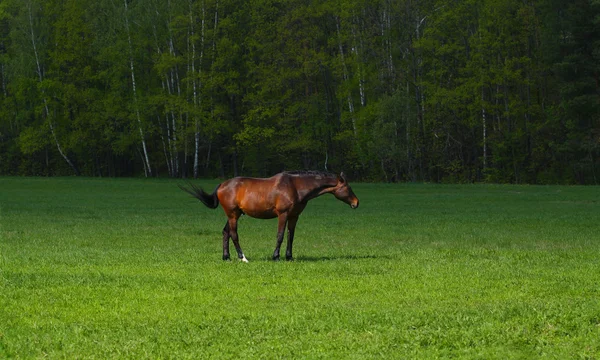 Pferd auf Freiheit — Stockfoto