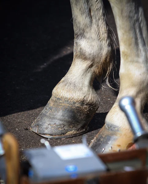 Zoccoli di cavallo primo piano — Foto Stock