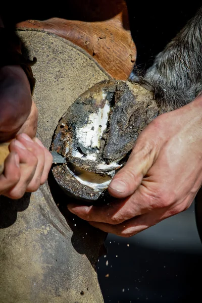 Clearing hoof closeup — Stock Photo, Image