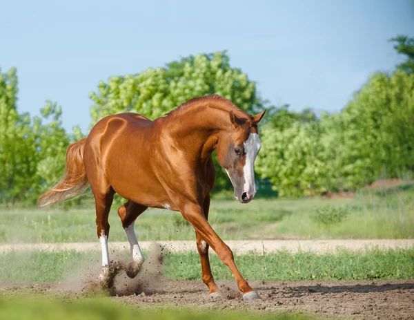 Pura raza semental jugando — Foto de Stock