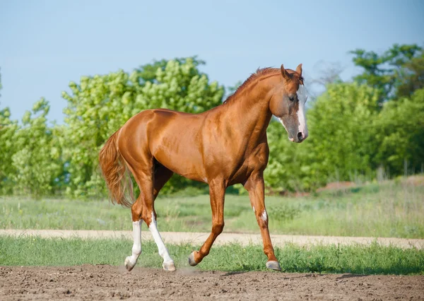 Caballo castaño — Foto de Stock