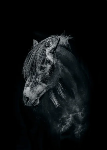 Häst i mörkret — Stockfoto