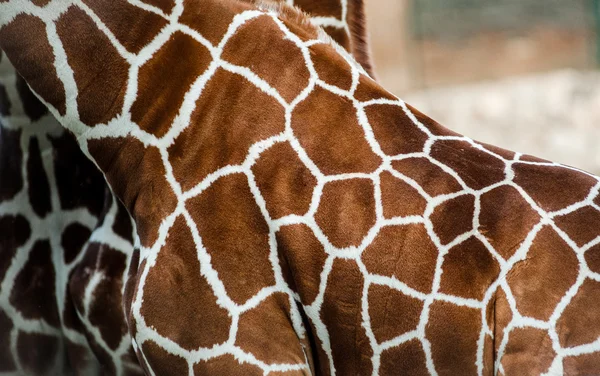 Pelle di giraffa — Foto Stock