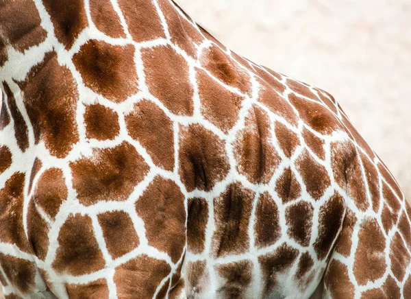 Pelle di giraffa — Foto Stock