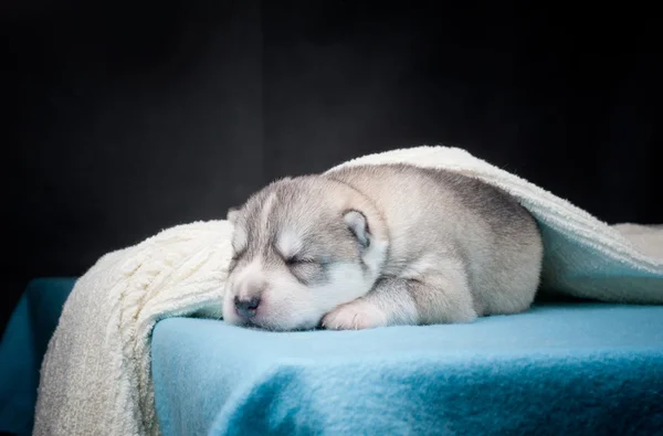 Sleeping husky puppy — Stock Photo, Image