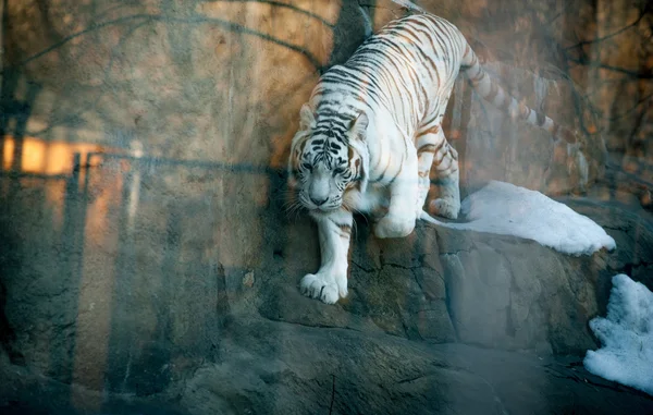 Tigre branco — Fotografia de Stock