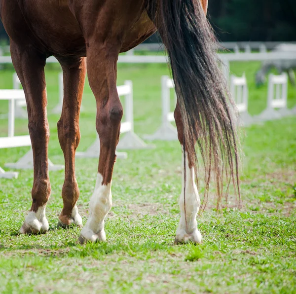 Cascos de caballo —  Fotos de Stock