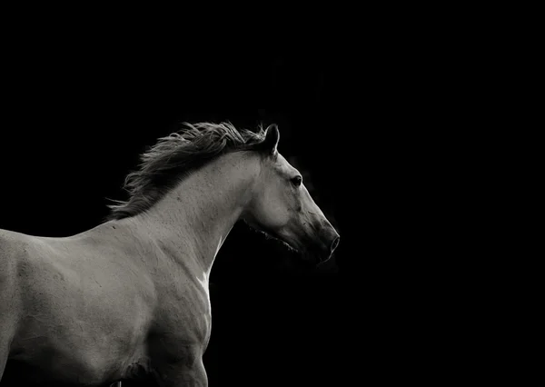 Cavalo branco no escuro — Fotografia de Stock