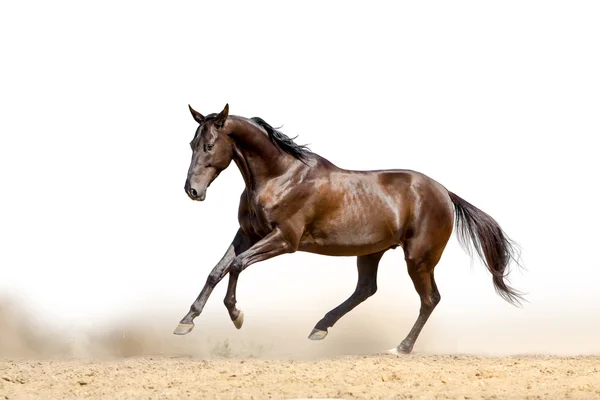 Op een wit paard — Stockfoto