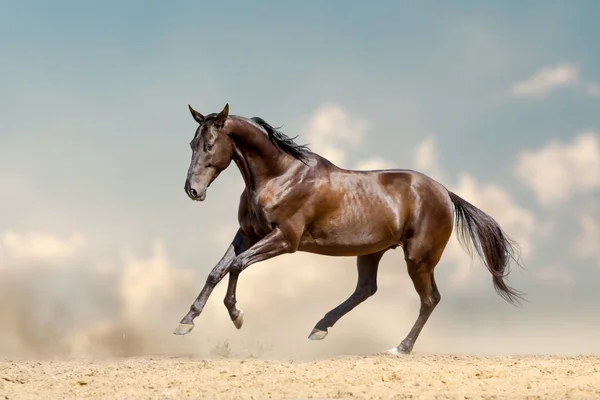 Choklad renrasig akhal-teke hingst i öknen — Stockfoto