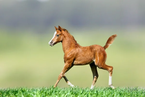 Fohlen in der Natur — Stockfoto